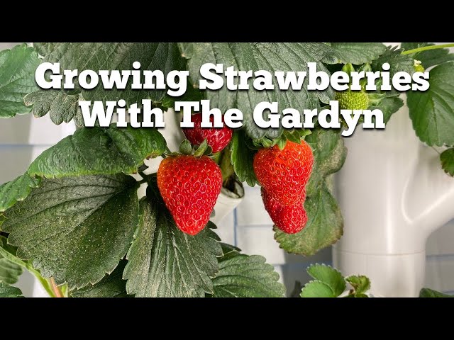 Growing Strawberries with the Gardyn