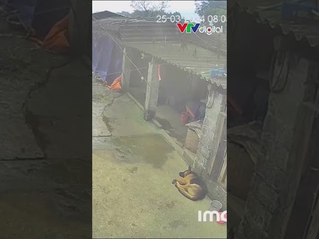 Chú chó hốt hoảng khi động đất ở Hà Nội | VTV24