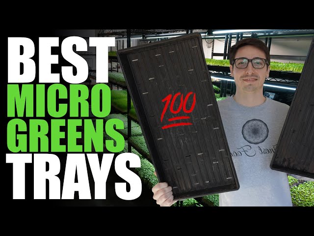 Best Trays For Microgreens (Better Growth & Long Lasting)