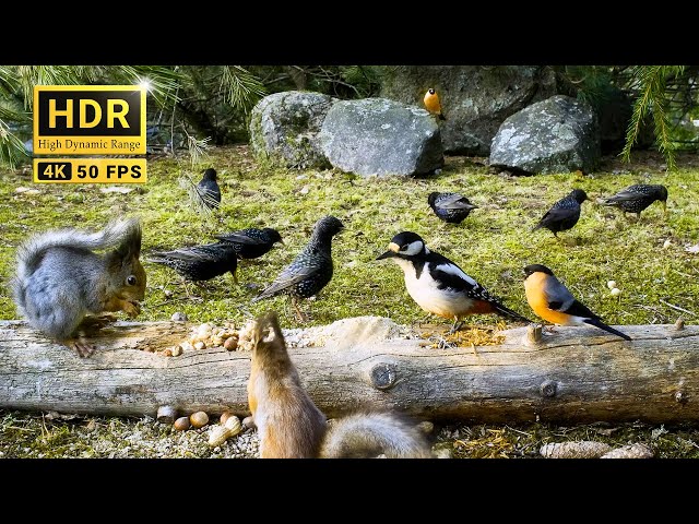 Nature Fun with Funny Birds and Red Squirrels for Cats and Dogs to Watch 8 hrs 4K HDR