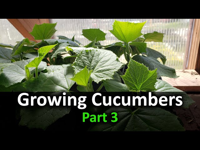 How To Grow Cucumbers Part 3 - Planting In Your Garden