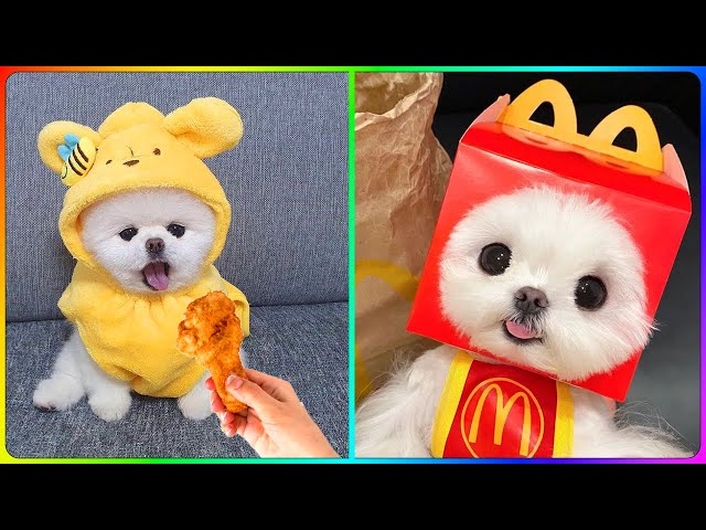 Tik Tok Pomeranian Dog 😍 | Cute Kittens and Puppies  😹🐶 #02