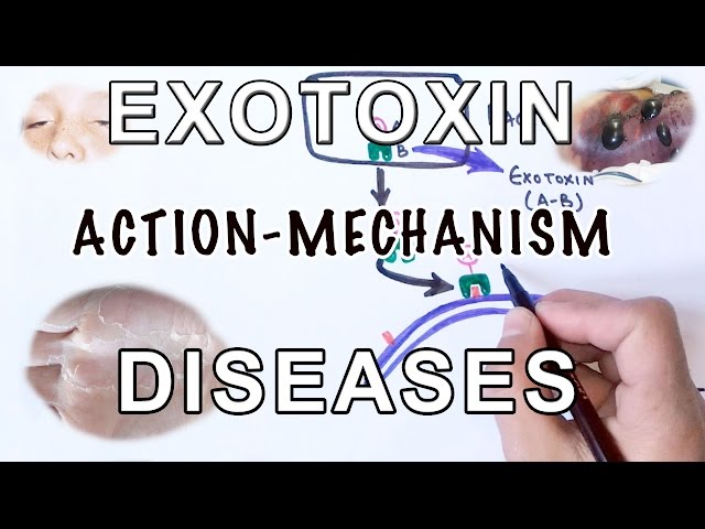 Mechanism of Exotoxin | Pathogens & Diseases