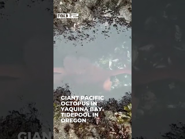 Giant pacific octopus crawls through tide pool in Oregon