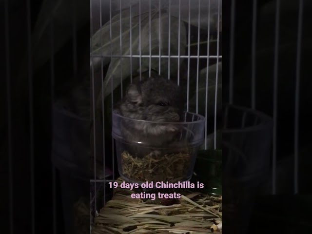 Nineteen days old chinchilla is eating treats