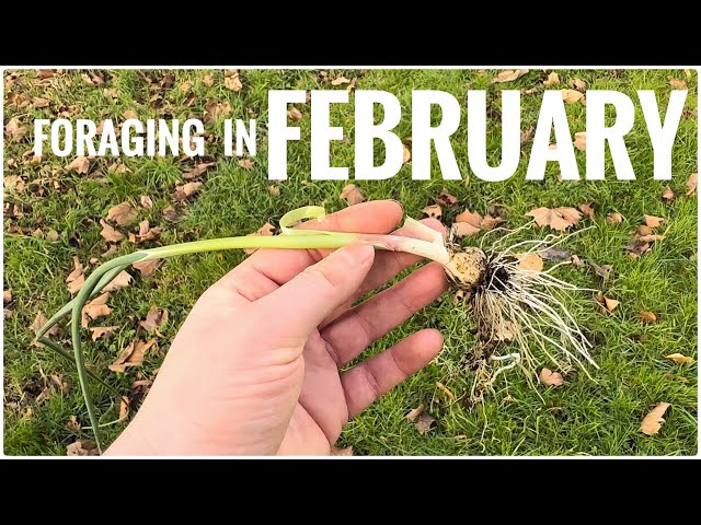 Foraging in February - UK Wildcrafts Foraging Calendar