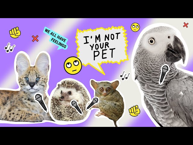 I Am Not Your Pet | Animals in Therapy | On the Edge