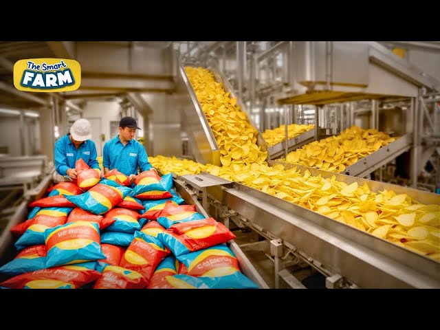 How Potato Chips Are Produced In CRAZY Amounts | Potato Harvesting Factory - Chips Processing Line