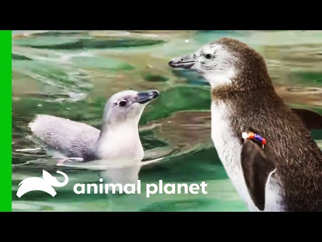 Penguin Chicks Go For Their First Ever Swim! | The Zoo: San Diego