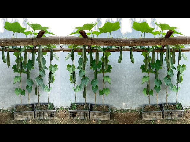 Growing Angled luffa for many fruits at home, is unbelievable simple for beginners