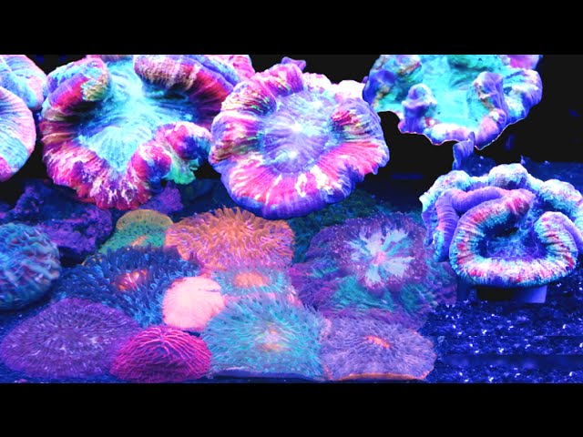 The BEST Reef Sandbed you will EVER See!- HD