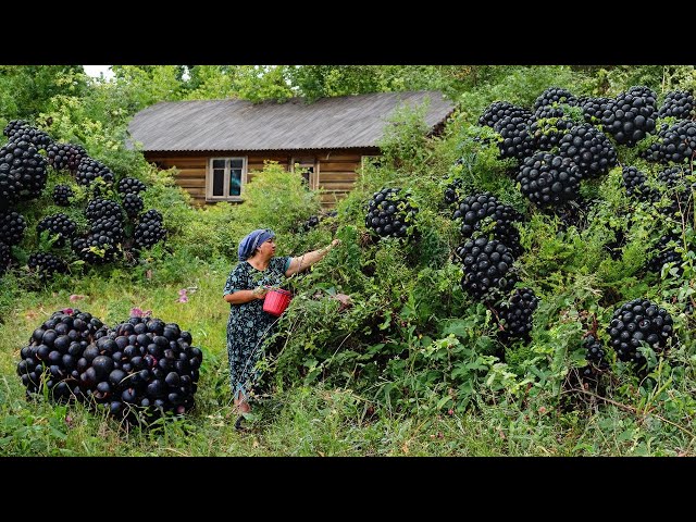 We Picked Wild Blackberries, Prepared Jam, and Grandma Prepared Her Old CHUDU Recipe! .ENG SUB.