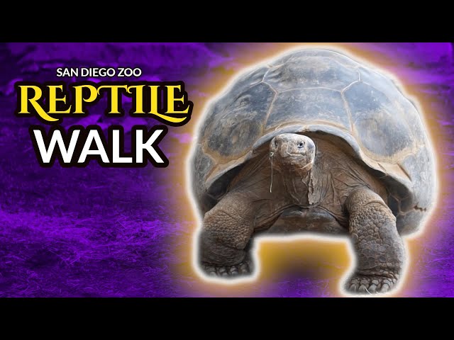 San Diego Zoo Discovery Outpost | Reptile Walk