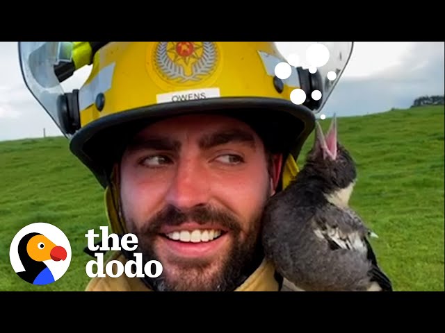 Firefighter Raises A Baby Magpie And Then 17 Ducks Show Up At His Door | The Dodo Heroes