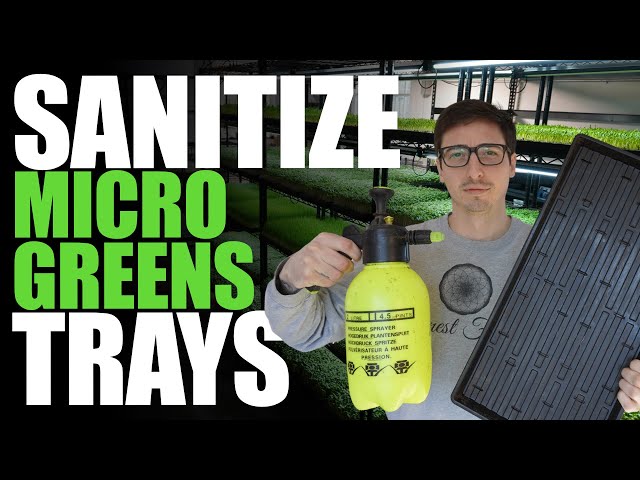 How To Clean / Sanitize Microgreens Trays (Fast & Simple)