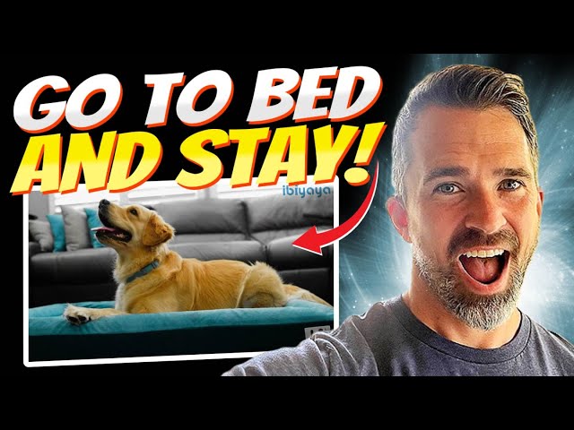 EASILY Teach the "Go to Bed" and "Stay" Command!