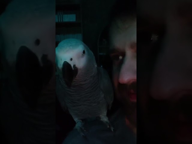 Dexter the talking and naughty parrot #parrot #funnyanimals #birds #africangrey #funny #fartsounds