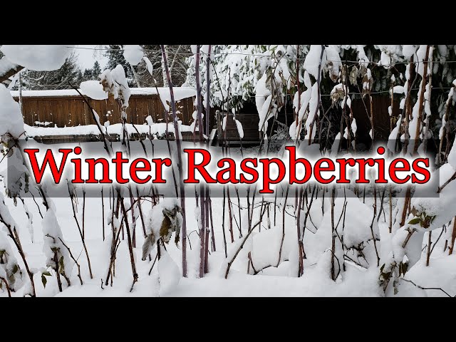 Raspberry Winter Preparation