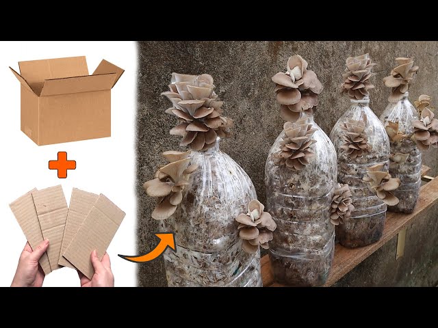 Surprise with the method of growing mushrooms with cardboard - Growing abalone mushrooms at home
