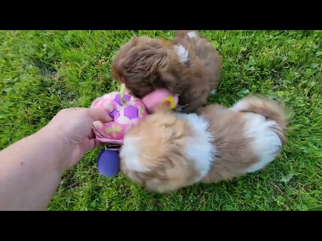 Clementine and Rocky Road's Puppies First Time Outside! 🌞🌻🥰 5/20/24