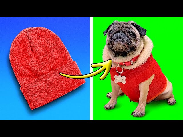 5 Cool DIY Crafts Every Dog Owner Should Try