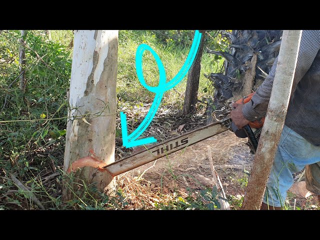 Eucalyptus Tree Felling And Sawing Skills With Chainsaw STIHL MS070 Wood Cutting Machine