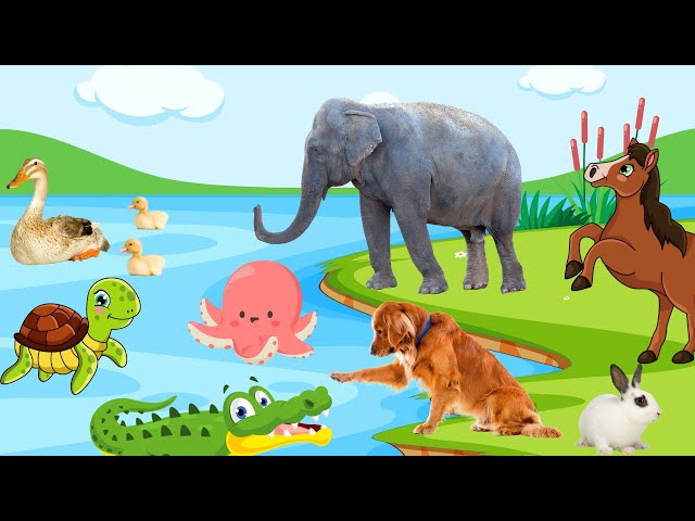 Cute animals in the zoo - Elephant, horse, crocodile, dog, duck - Animal sounds