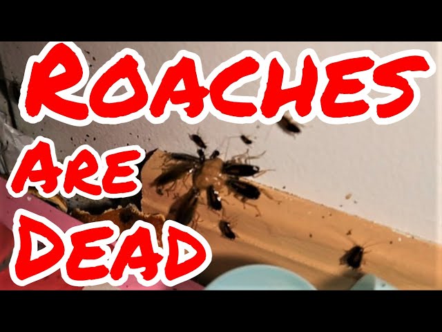 Roach Infested Mobile Home Completed