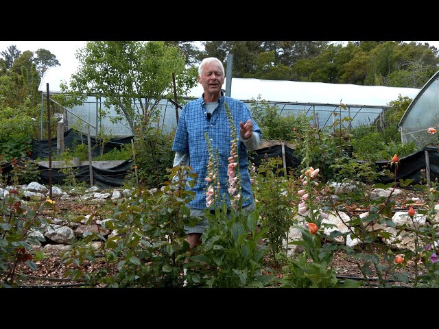 Orin Martin Shows How to Maximize Your Profits by Growing Other Cut Flowers Between Rose Plants