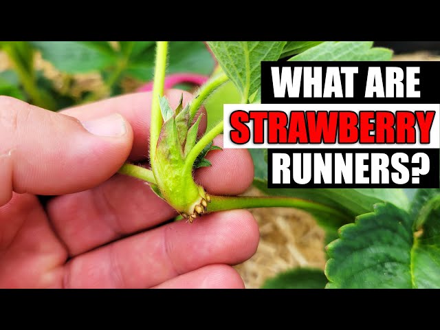 Strawberry Runners Explained - Garden Quickie Episode 76