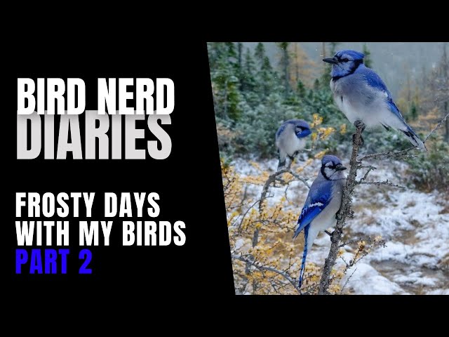 Frosty Days With My Birds (Part 2 of 2) | Bird Nerd Diaries