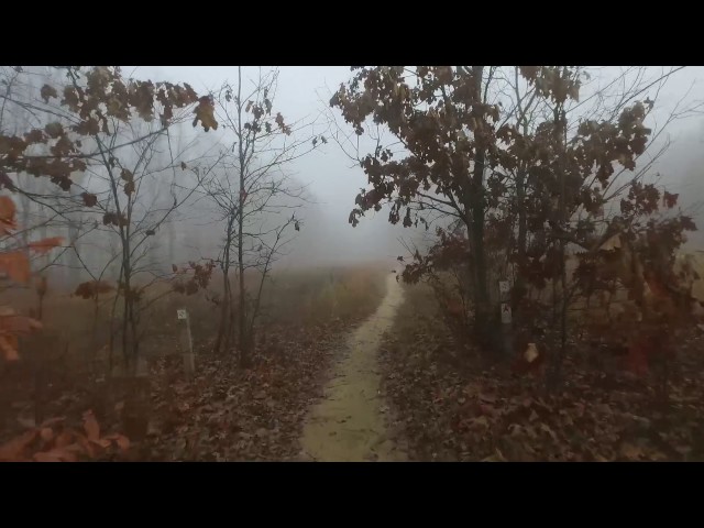 Fog in the Forest - Al Sabo Land Preserve Virtual Run
