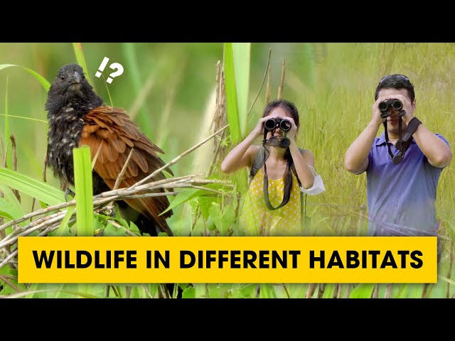 How Singapore solve her lack of habitats | Wildlife Treasure hunt