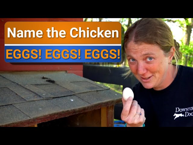Farm to table - We have too many eggs!