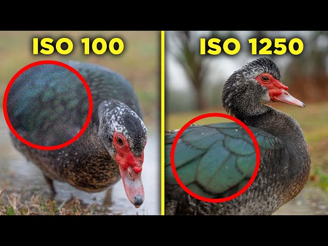 why ISO 100 is the worst advice ever