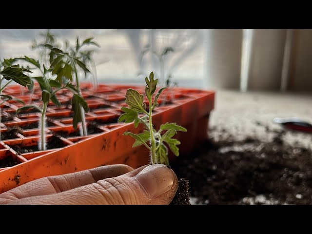 Starting Tomatoes 🍅 again ! ?