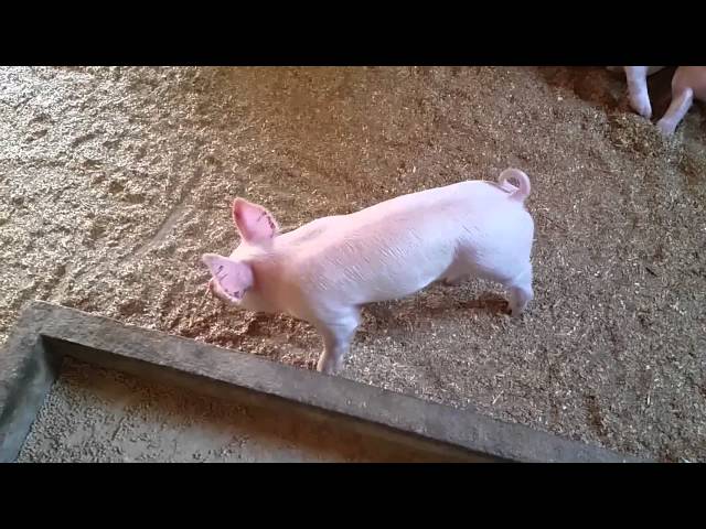 One Determined Piglet