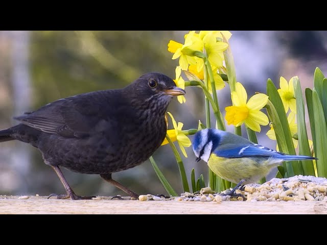 TV for Cats and Dogs 😽🐕  SQUIRRELS,  BIRDS and SPRING FLOWERS 🌷 Video for Big Screens 8 hrs