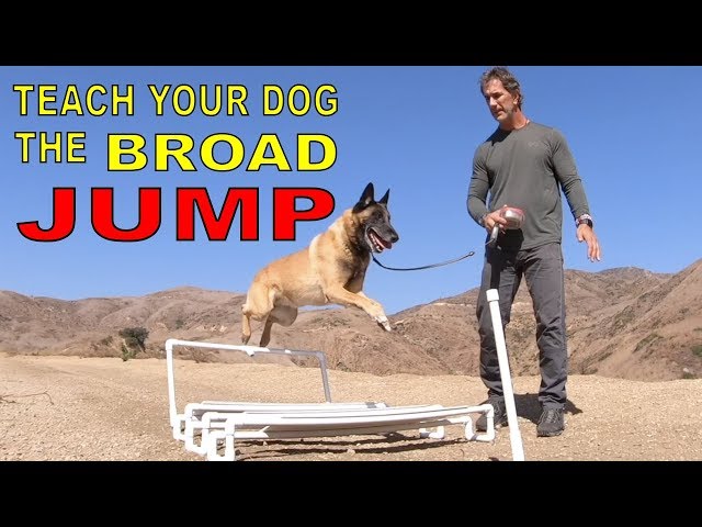 Teach Your DOG the BROAD JUMP - DOG TRAINING VIDEO - Robert Cabral