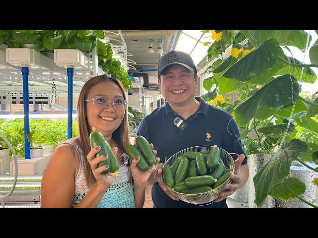 How to Grow Cucumber in Plastic Bottles using Kratky Method + Aeration | Nars Adriano