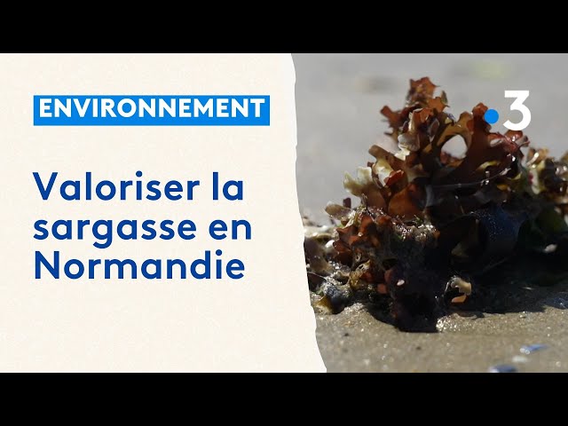 Environnement : la valorisation des sargasses en Normandie