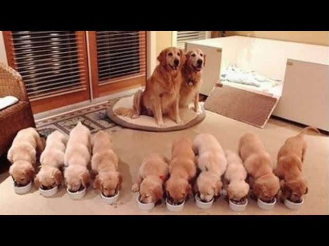 Golden Retriever Puppies That Will Make You Laugh Countless Times #2