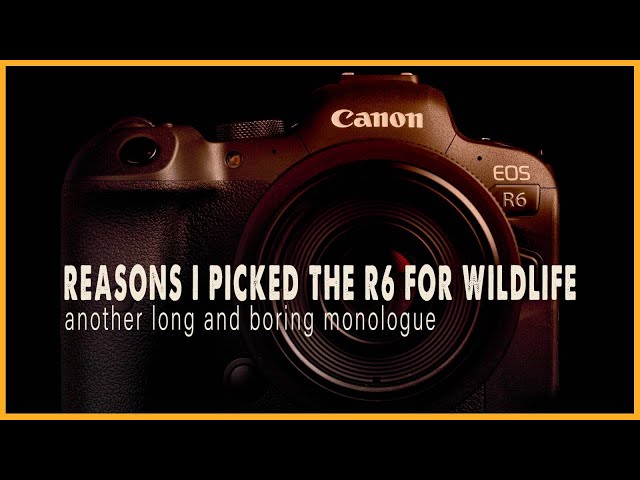 ⚙️ REASONS I CHOSE THE CANON R6 ✅ WILDLIFE HYBRID CAMERA