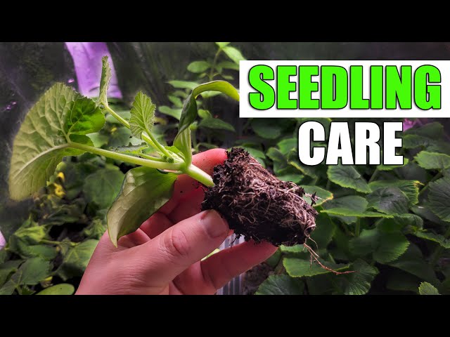Seedling Care And Health - A Definitive Guide
