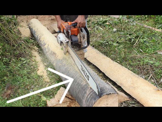 Cutting Machine Chainsaw Stihl MS 070 Vs Palm Tree Wood