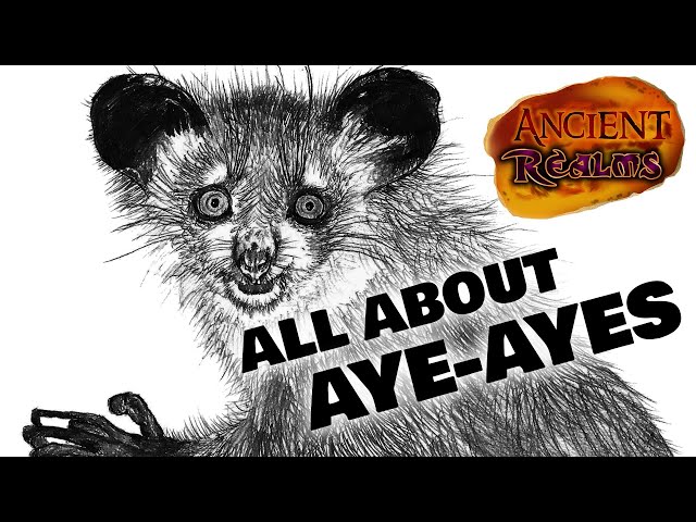 All About Aye-Ayes