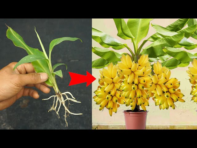 The method of propagating banana plants from banana stems is quick and simple