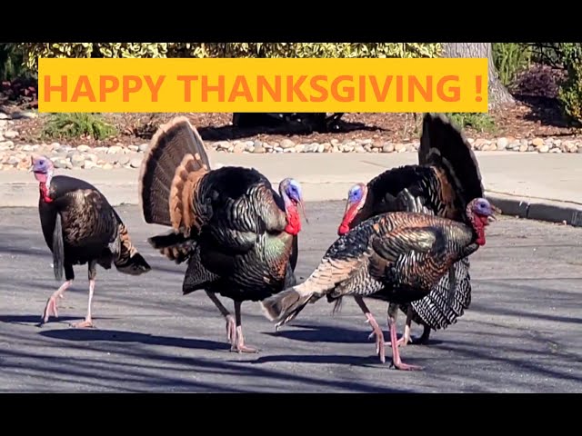WILD TURKEYS LOOK FOR HENS TO MATE #thanksgiving #turkey #gobblegobble #gobblers #turkeyhunting