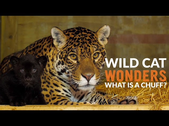 What is a CHUFF? | Wild Cat Wonders | Episode 10