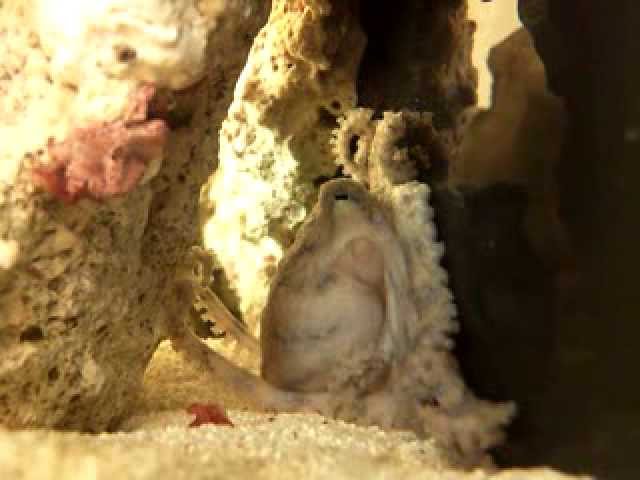 Blue Ring Octopus crawling with Mysid shrimp